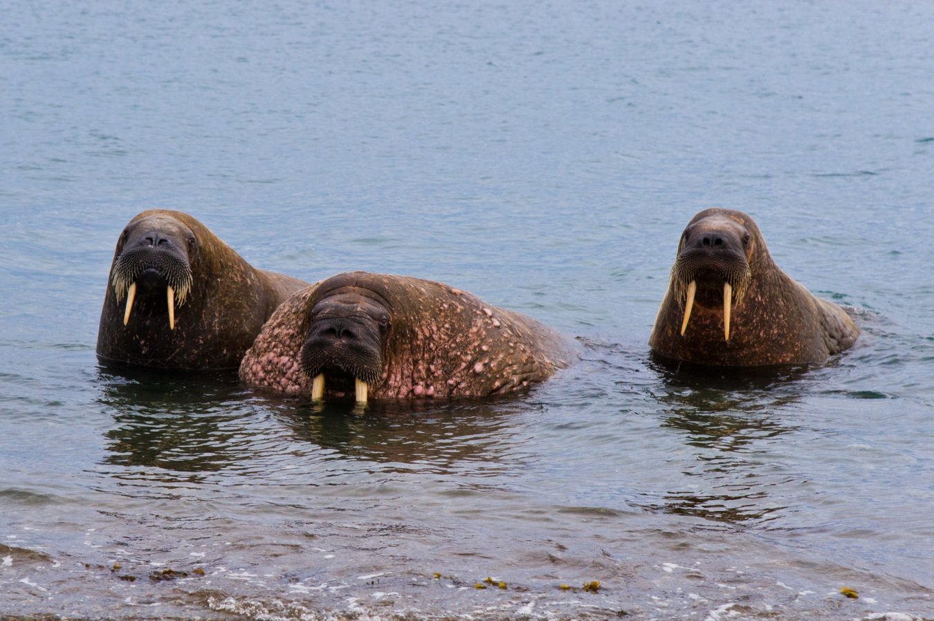 Walrus Beach - The Travel Addict