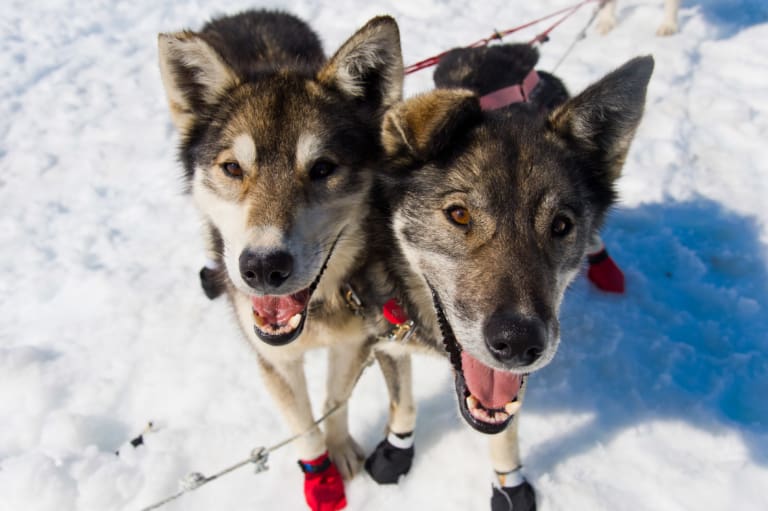 Dog Sledding Norris Glacier