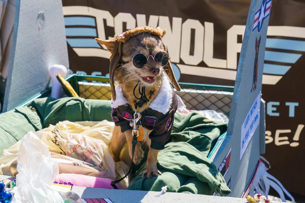 Photos: Mystic Krewe of Barkus Celebrates 30 Years