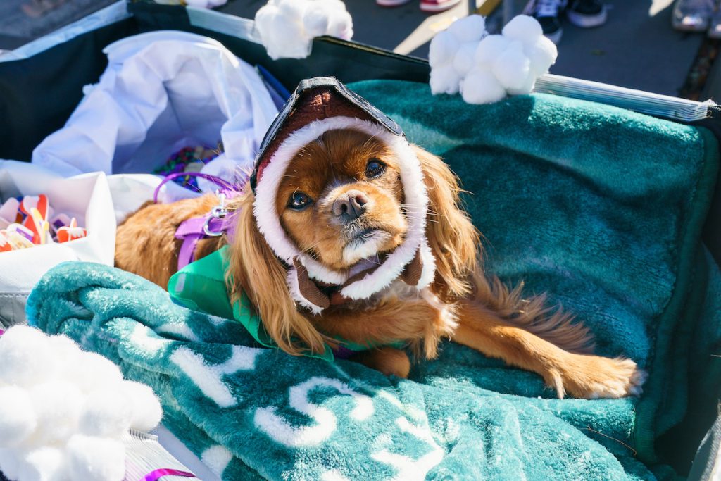 Photos: Mystic Krewe of Barkus Celebrates 30 Years