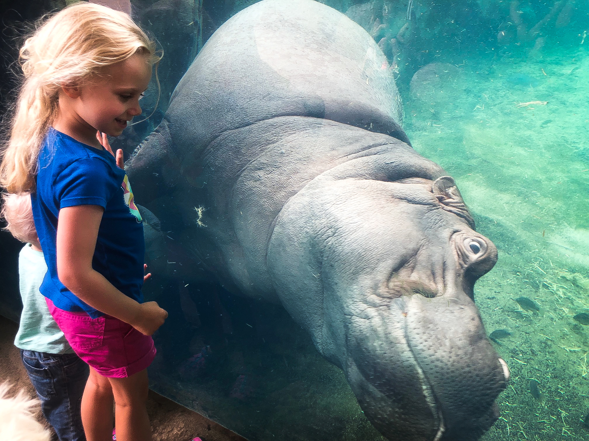 Cincinnati Zoo Offering Free Admission to Moms this Sunday