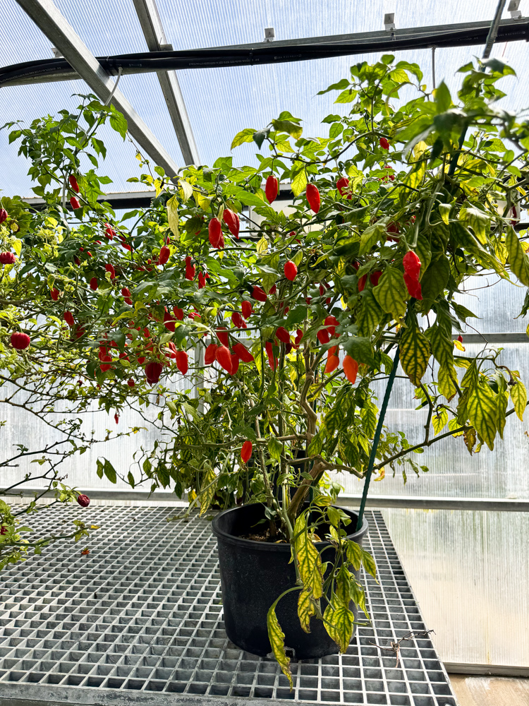 The History and Making of Tabasco Sauce on Avery Island