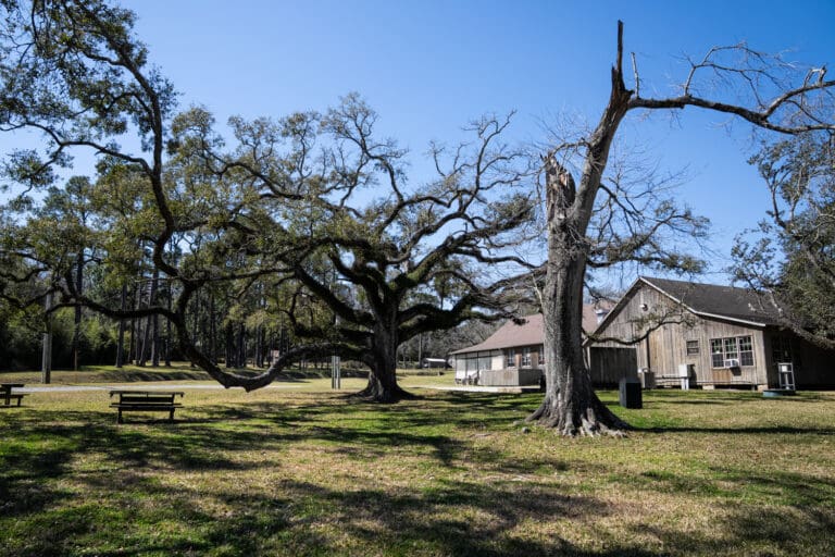 Jungle Gardens and Bird City: The Conservation Legacy of E.A. McIlhenny