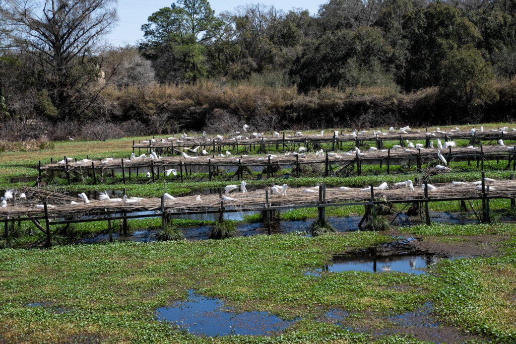 Jungle Gardens and Bird City of Avery Island