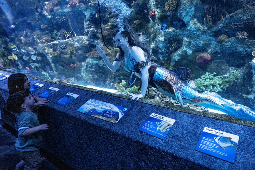 Newport Aquarium’s Mermaid Exhibit Captivates All Ages
