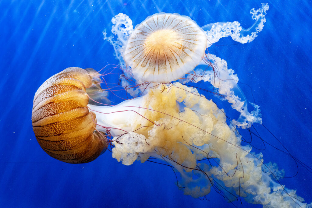 Newport Aquarium’s Mermaid Exhibit Captivates All Ages