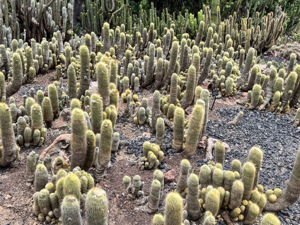 Lotusland is One of the World’s Most Unique Botanical Gardens
