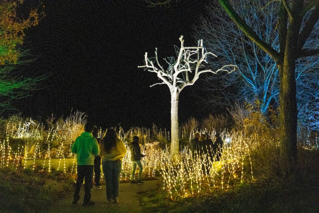 ENLIGHTEN Transforms Meijer Gardens Into a Winter Wonderland