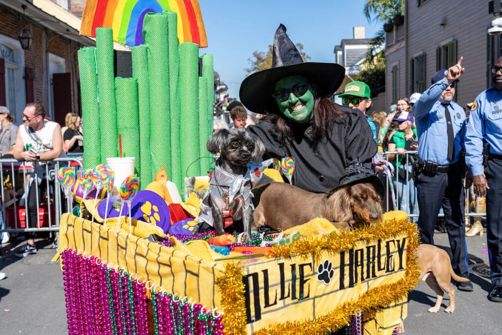 Inside the 2026 Krewe of Barkus Parade