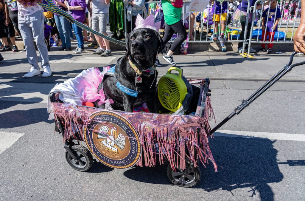 Inside the 2026 Krewe of Barkus Parade