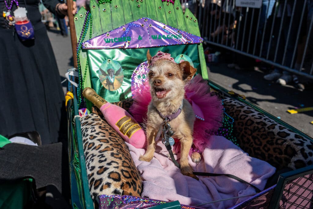 Inside the 2026 Krewe of Barkus Parade