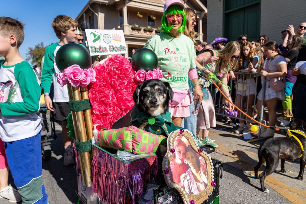 Inside the 2026 Krewe of Barkus Parade