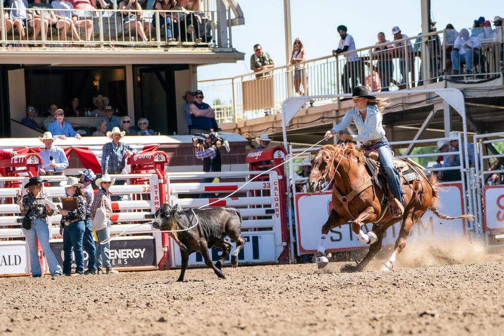 Calgary Stampede Rodeo Action Builds Toward Showdown Sunday