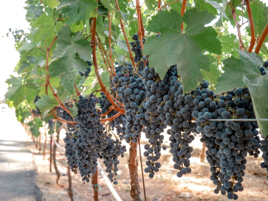 Napa Unexpected Destinations for a Friends’ Getaway